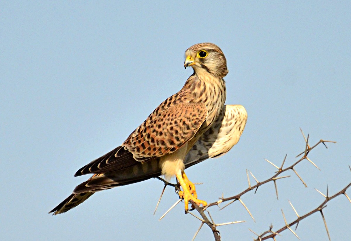 Eurasian Kestrel - ML248814231