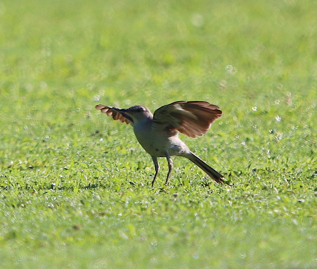 Northern Mockingbird - Lori White