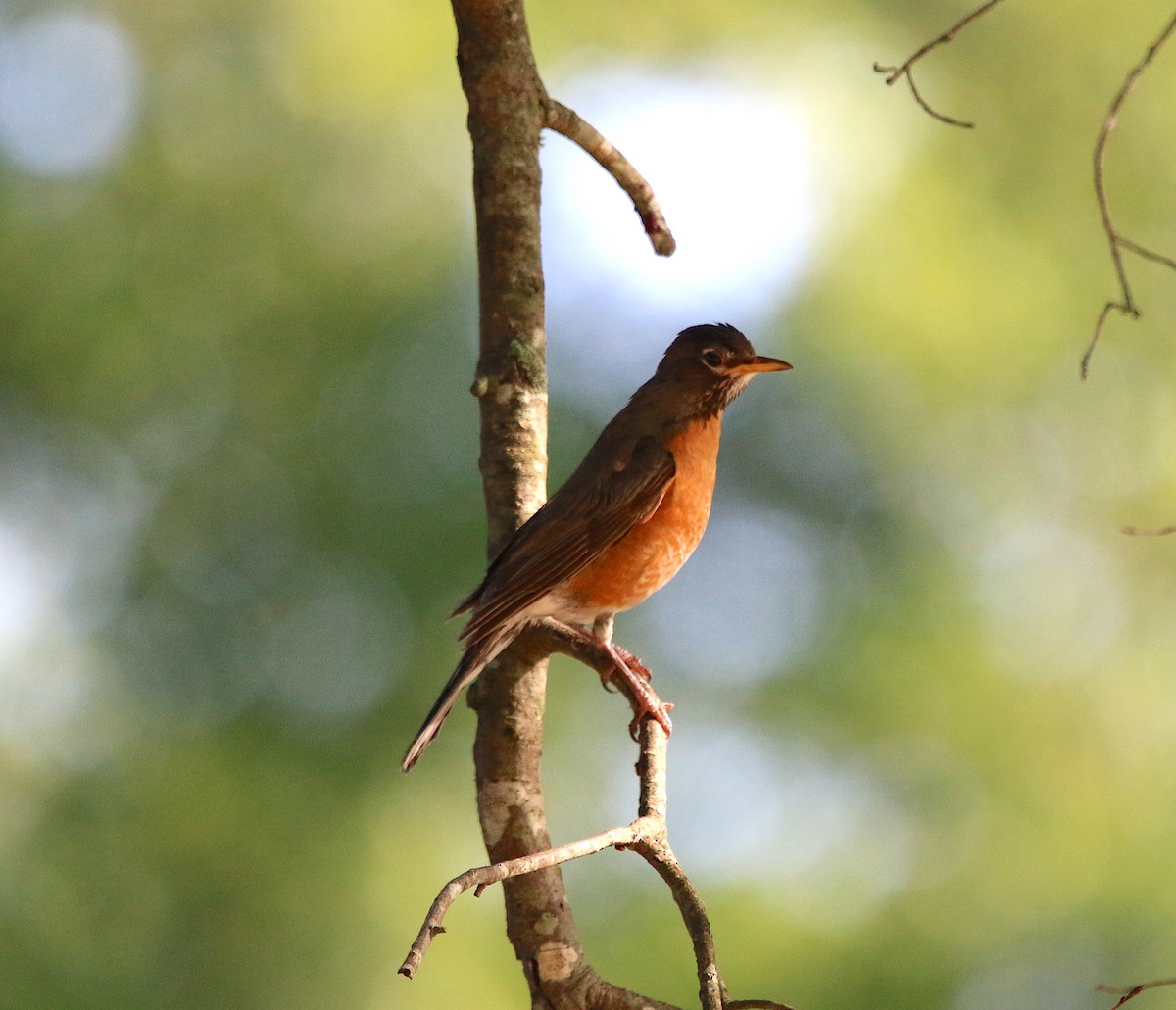 American Robin - ML248815281
