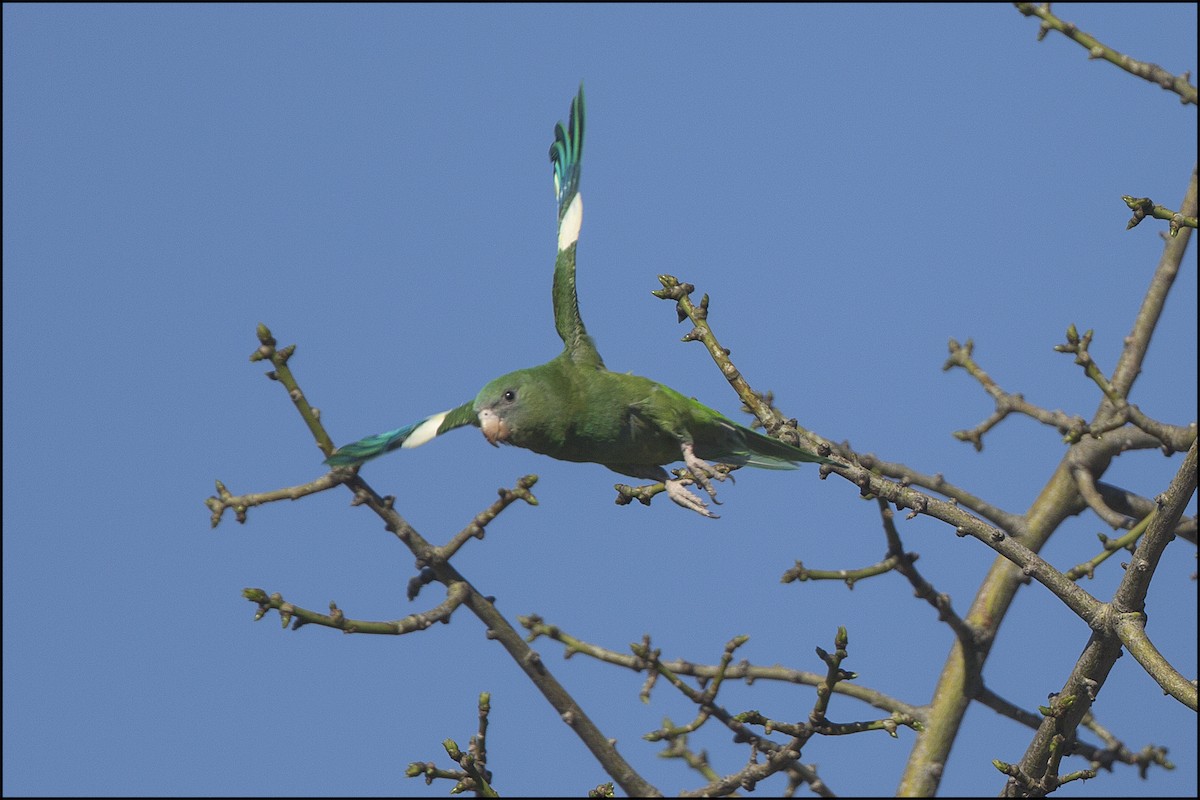 White-winged Parakeet - ML24881621