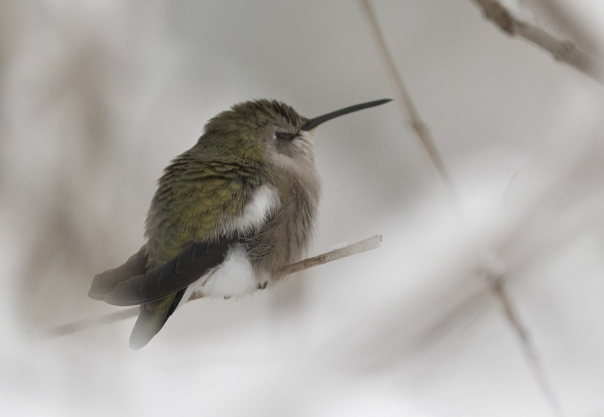 Colibri de Costa - ML24881681