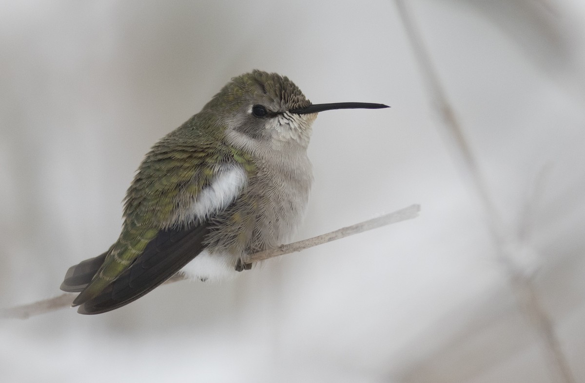 Costa's Hummingbird - ML24881691