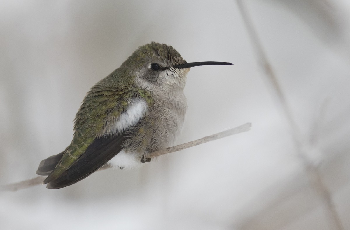 Costa's Hummingbird - Nick Hajdukovich