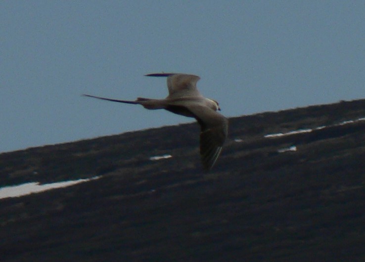 Long-tailed Jaeger - ML248817071