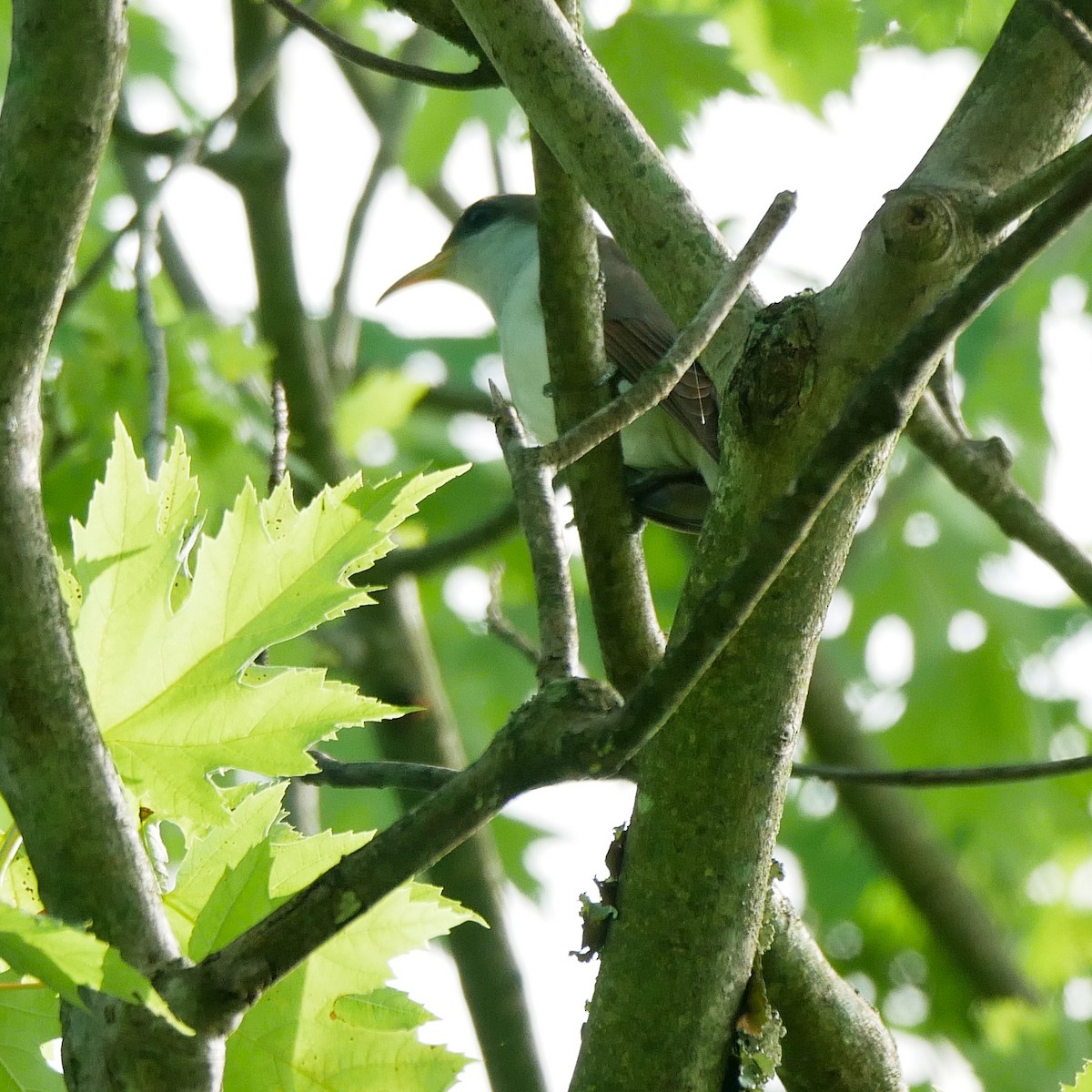 Yellow-billed Cuckoo - ML248817281