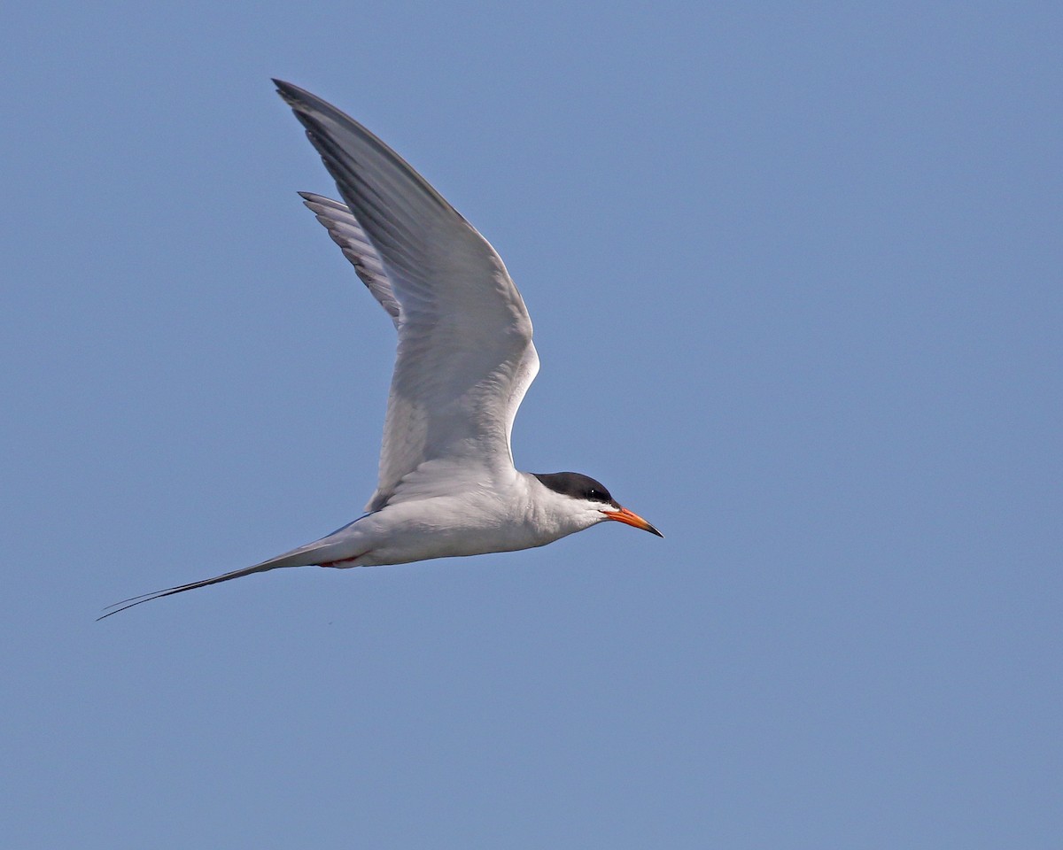 Forster's Tern - ML248817691