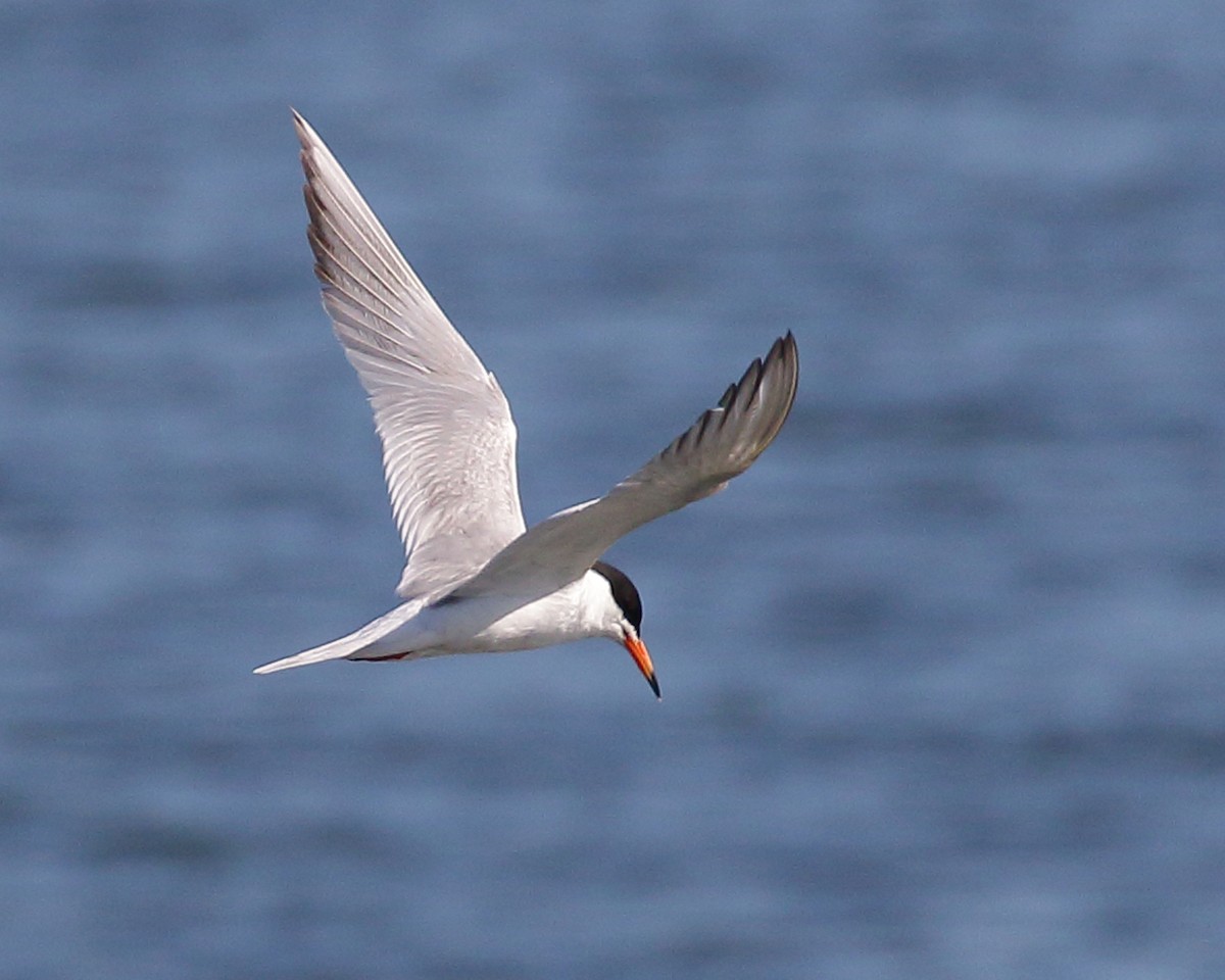 Forster's Tern - ML248817721