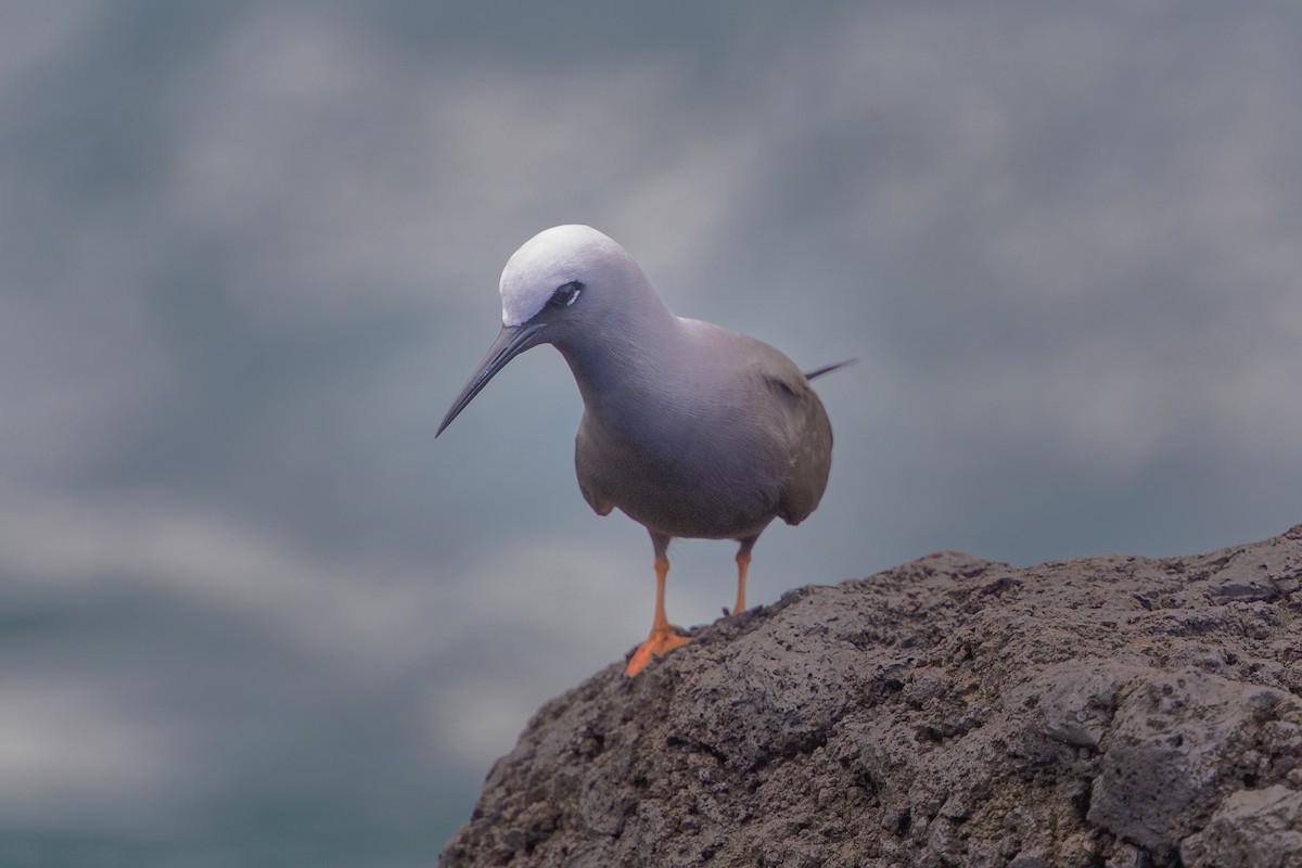 Black Noddy - Peter Stahl