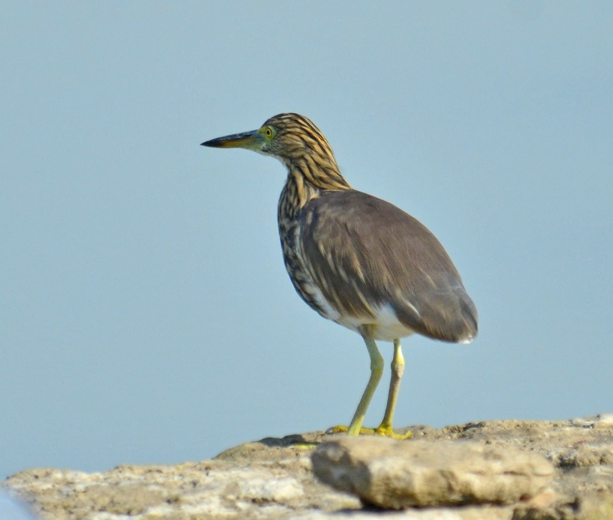 Indian Pond-Heron - ML248818111