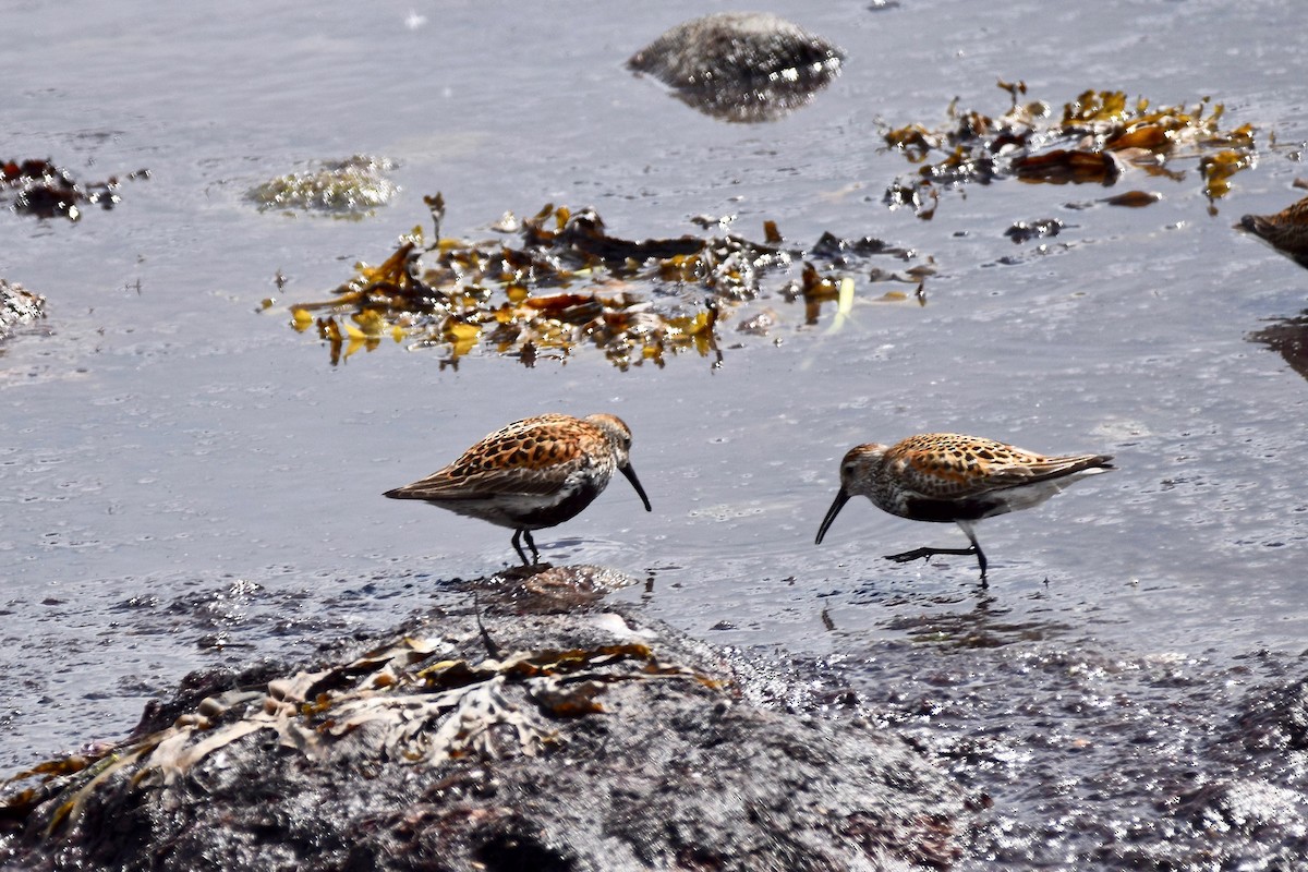 Dunlin - julie desrosiers