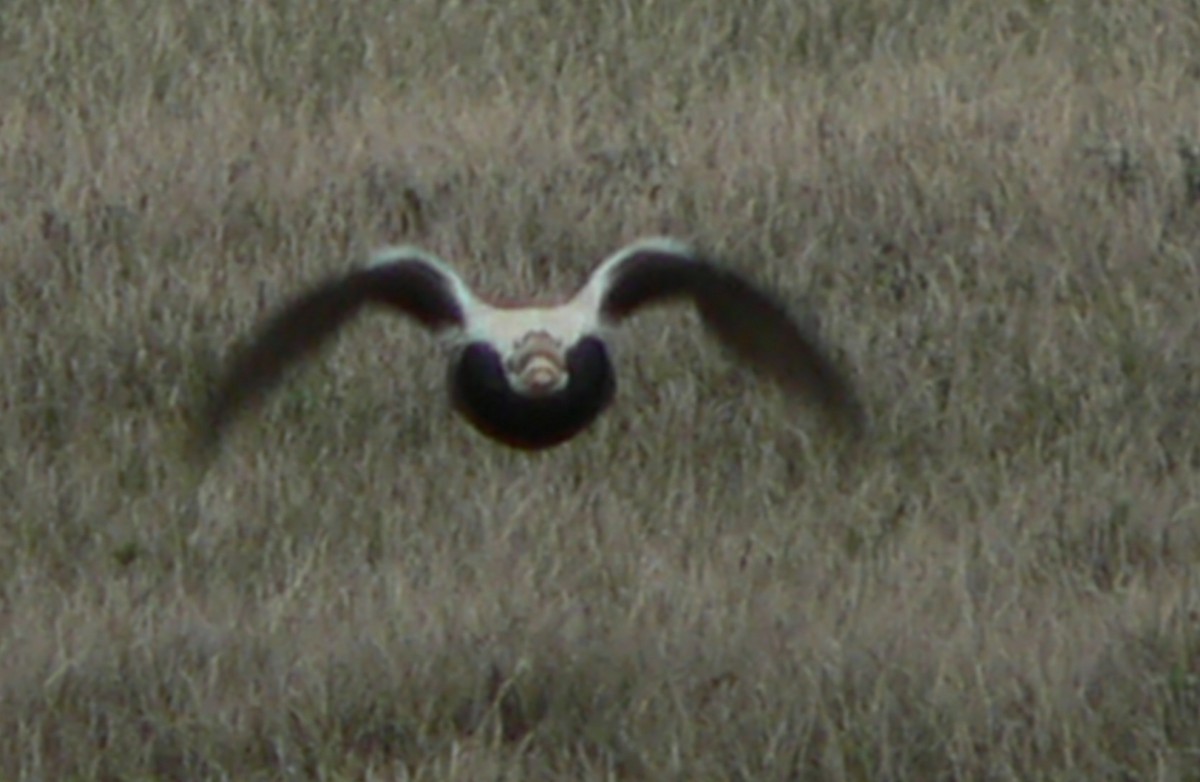 Spectacled Eider - ML248819281