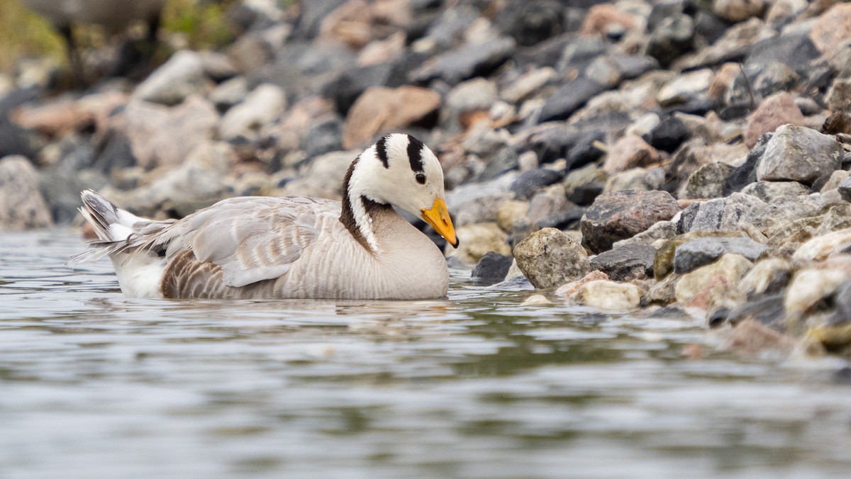 Bar-headed Goose - ML248819571