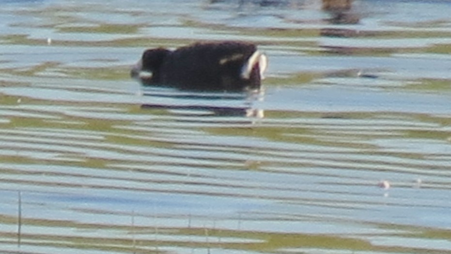 American Coot - ML248819651