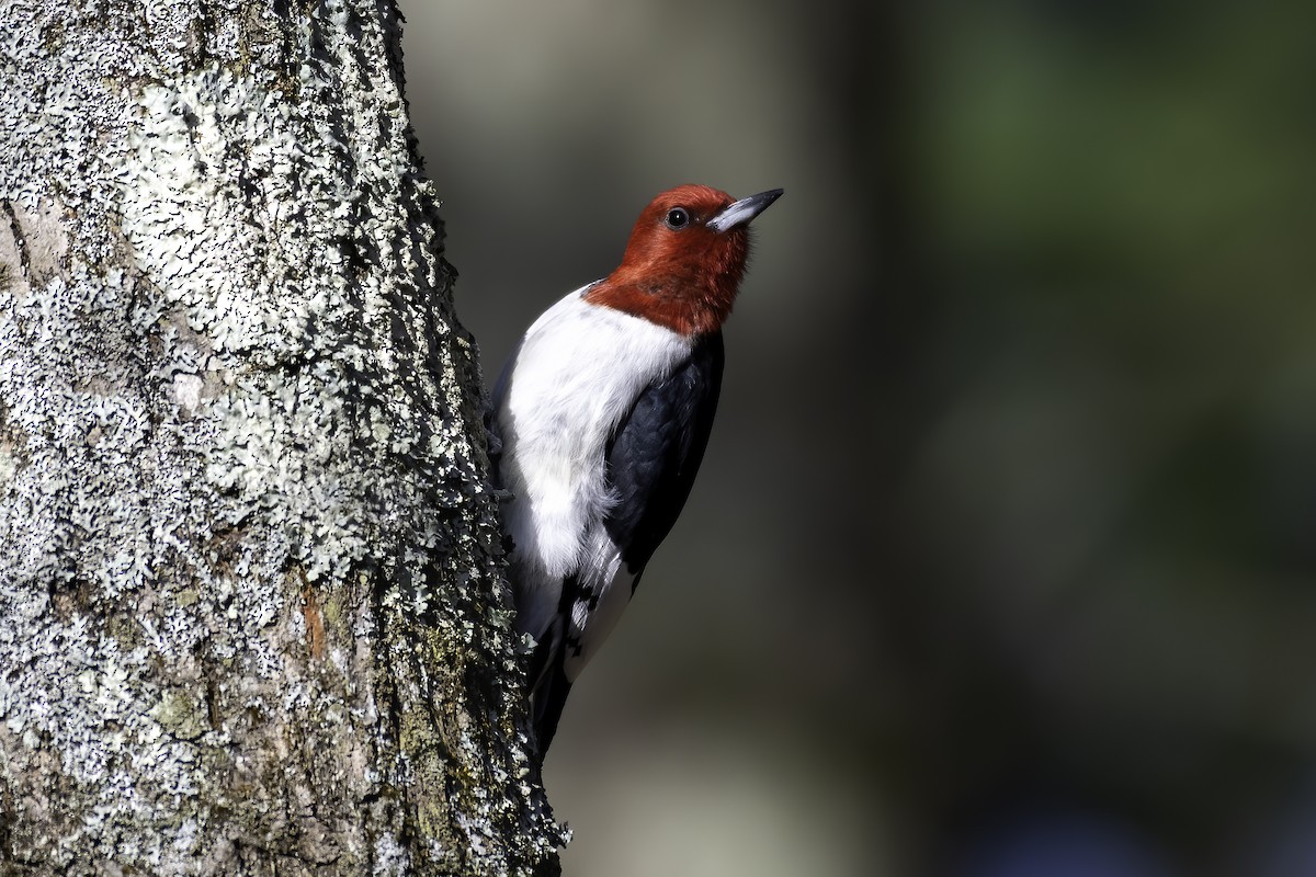 Red-headed Woodpecker - ML248820661