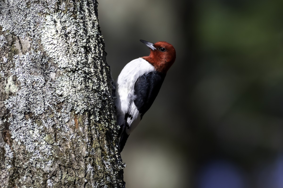 Red-headed Woodpecker - ML248820671