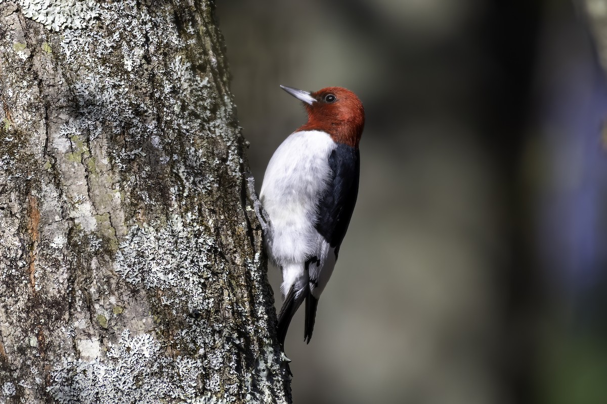 Red-headed Woodpecker - ML248820801