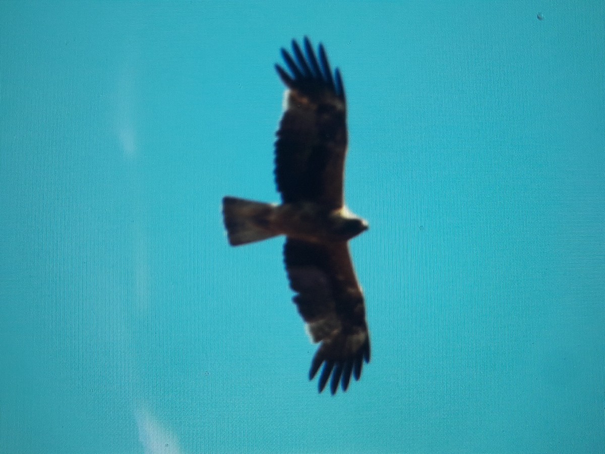 Booted Eagle - ML248820831