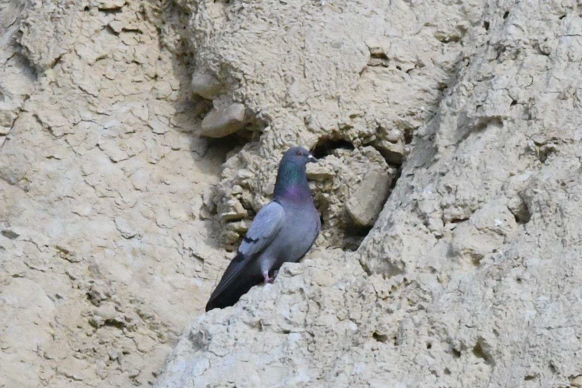 Rock Pigeon (Feral Pigeon) - ML248821161