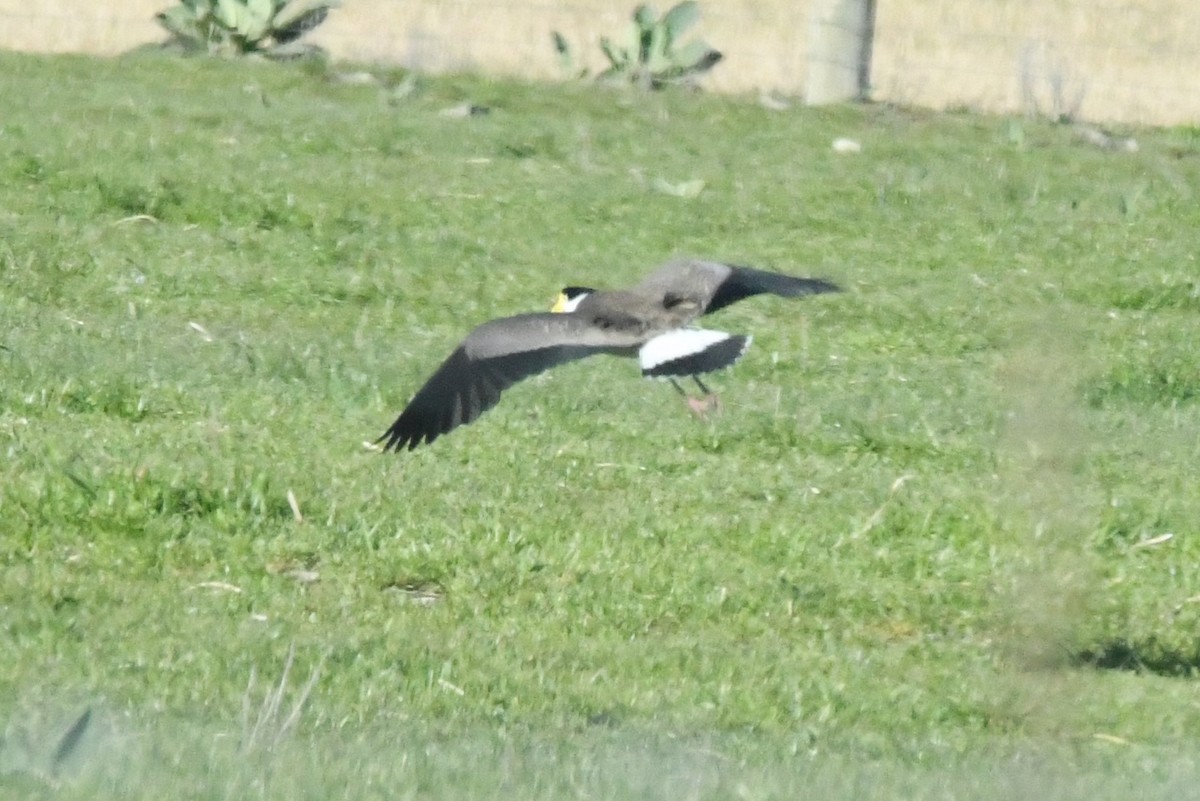 Masked Lapwing - ML248821221