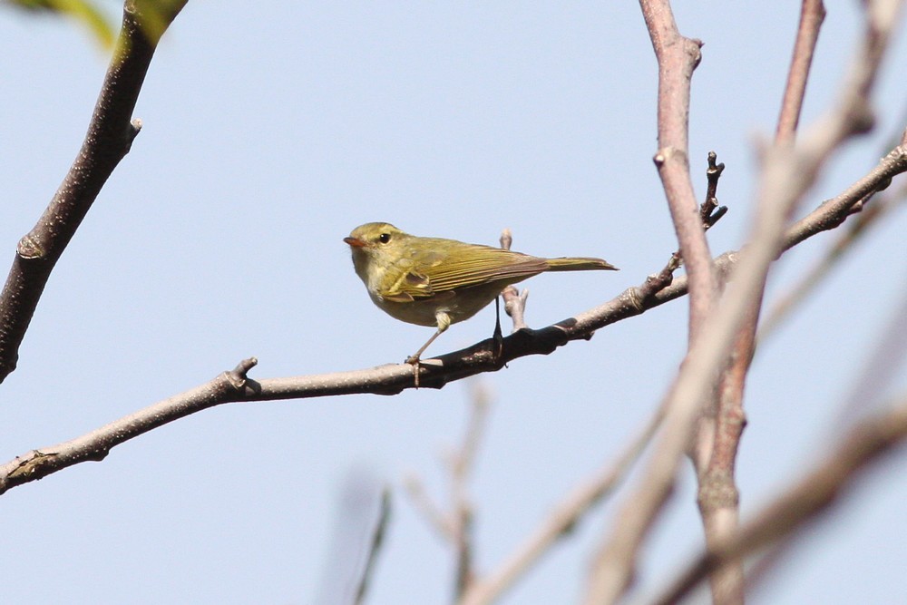 Hartert's Leaf Warbler - ML24882161