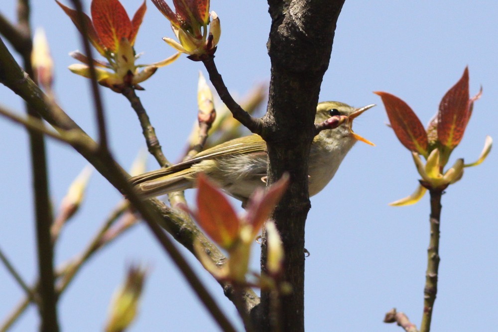 Hartert's Leaf Warbler - ML24882171