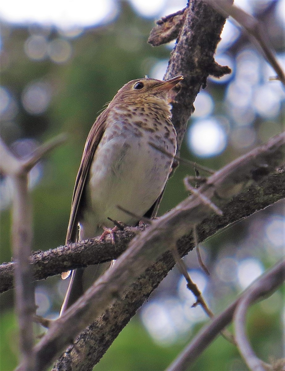 Swainson's Thrush - ML248821741