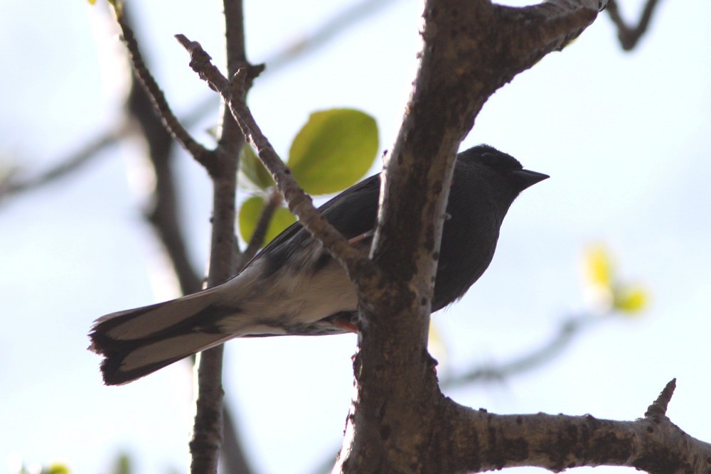 Slaty Bunting - ML24882191