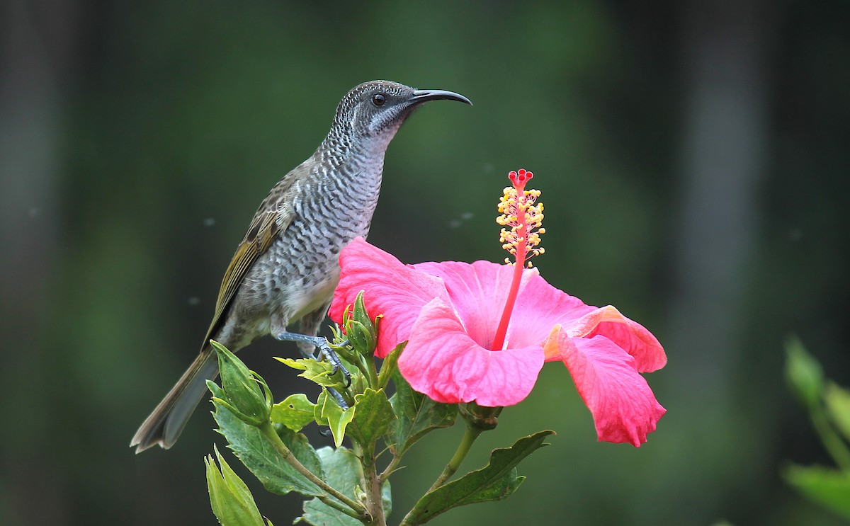 Barred Honeyeater - Stephan Lorenz / Rockjumper Birding Tours