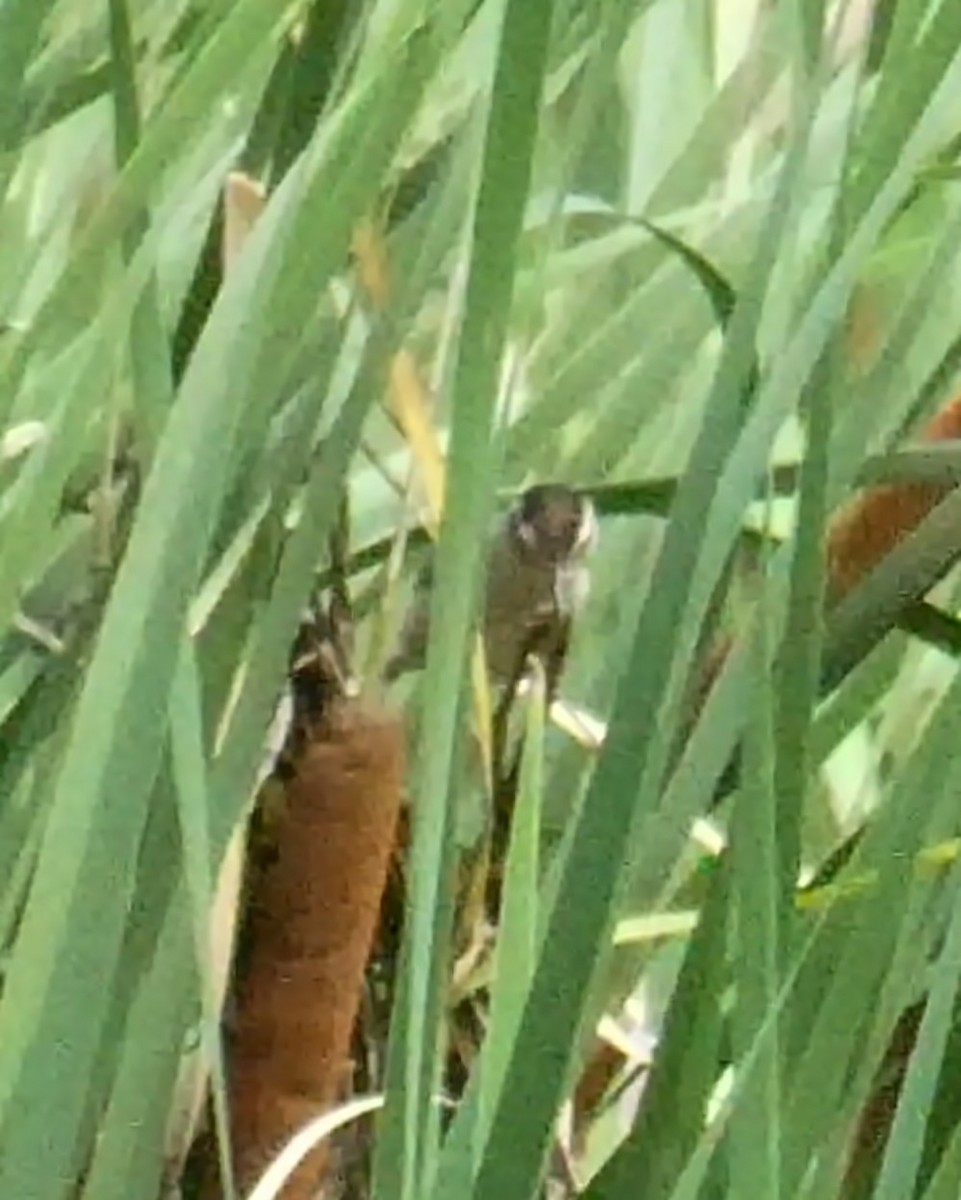 Marsh Wren - ML248825621