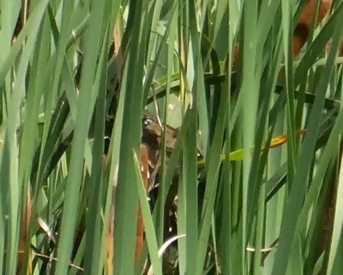 Marsh Wren - ML248830391
