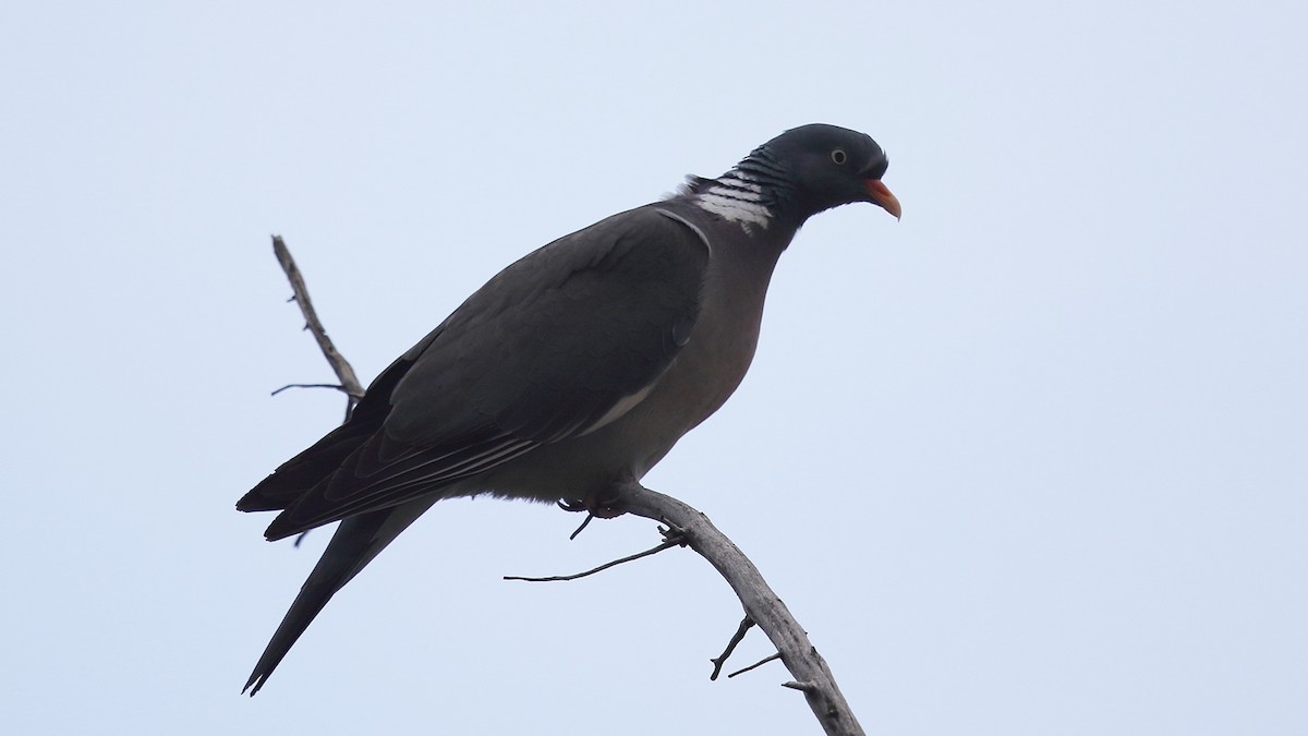 Common Wood-Pigeon - Tuncer Tozsin