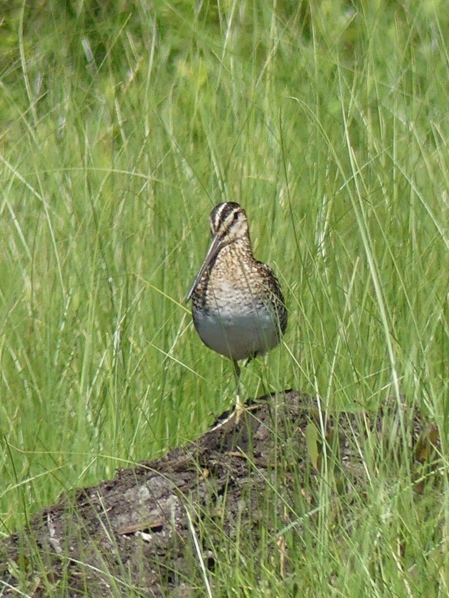 Wilson's Snipe - ML248838861