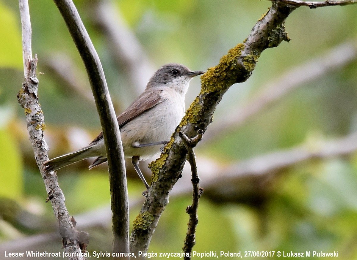 Curruca Zarcerilla - ML248840601