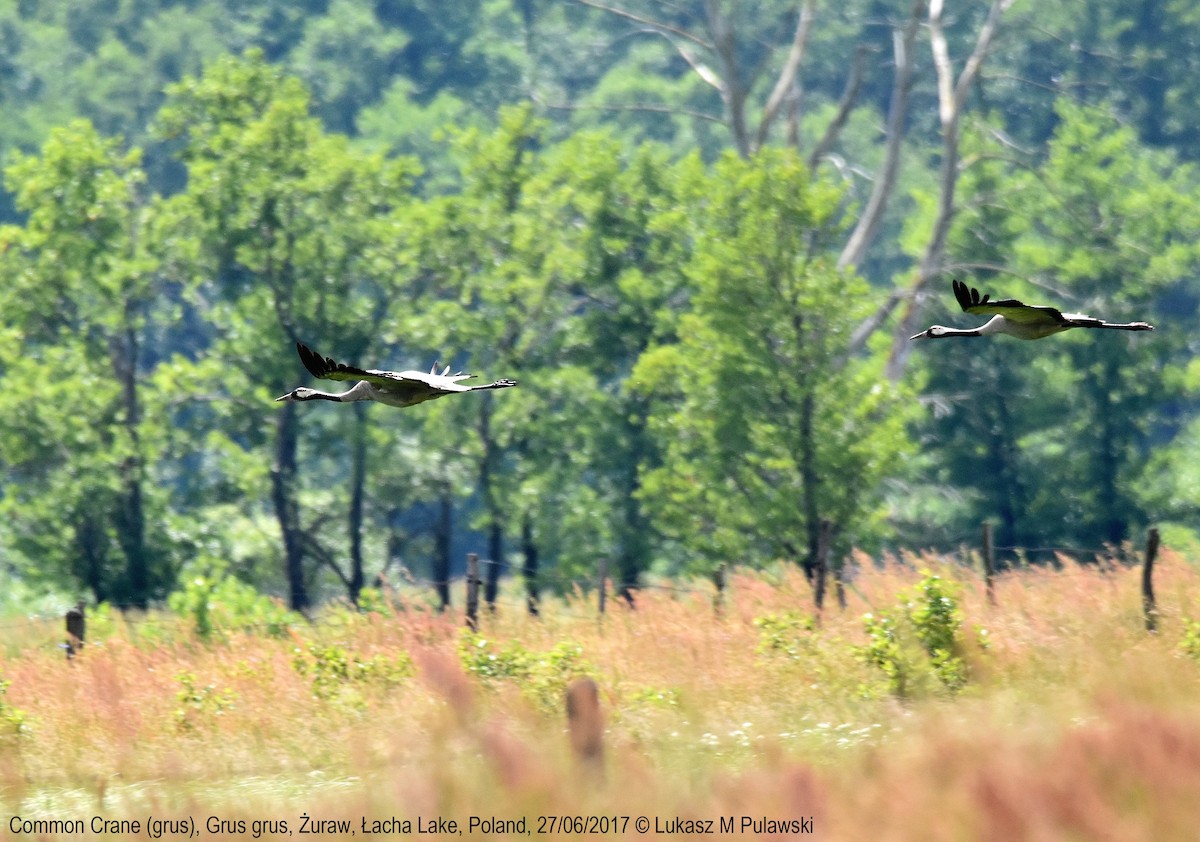 Common Crane - ML248840821