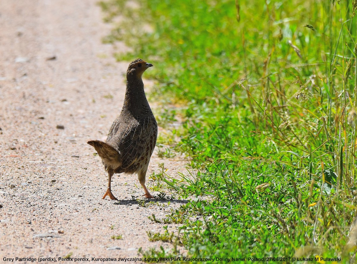 Gray Partridge - ML248840951