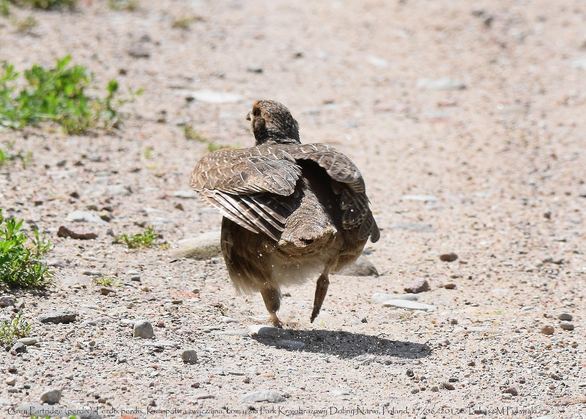 Gray Partridge - ML248841061