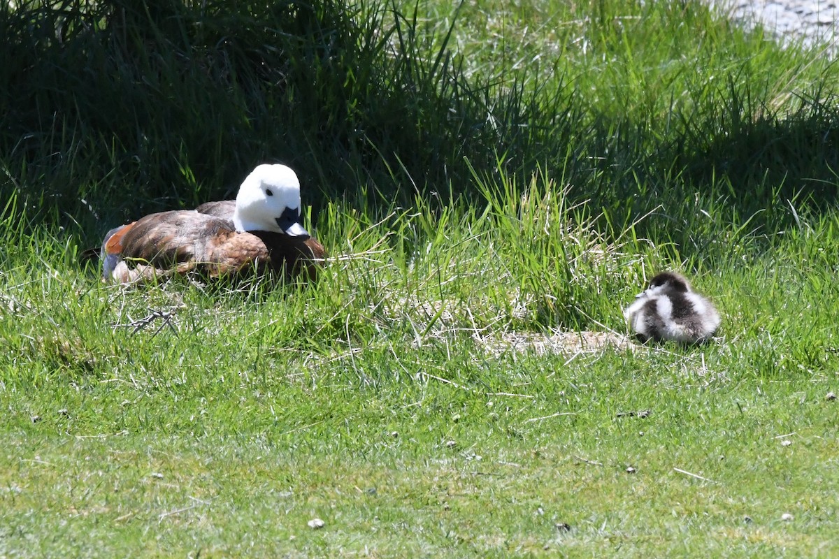 Paradise Shelduck - ML248841171