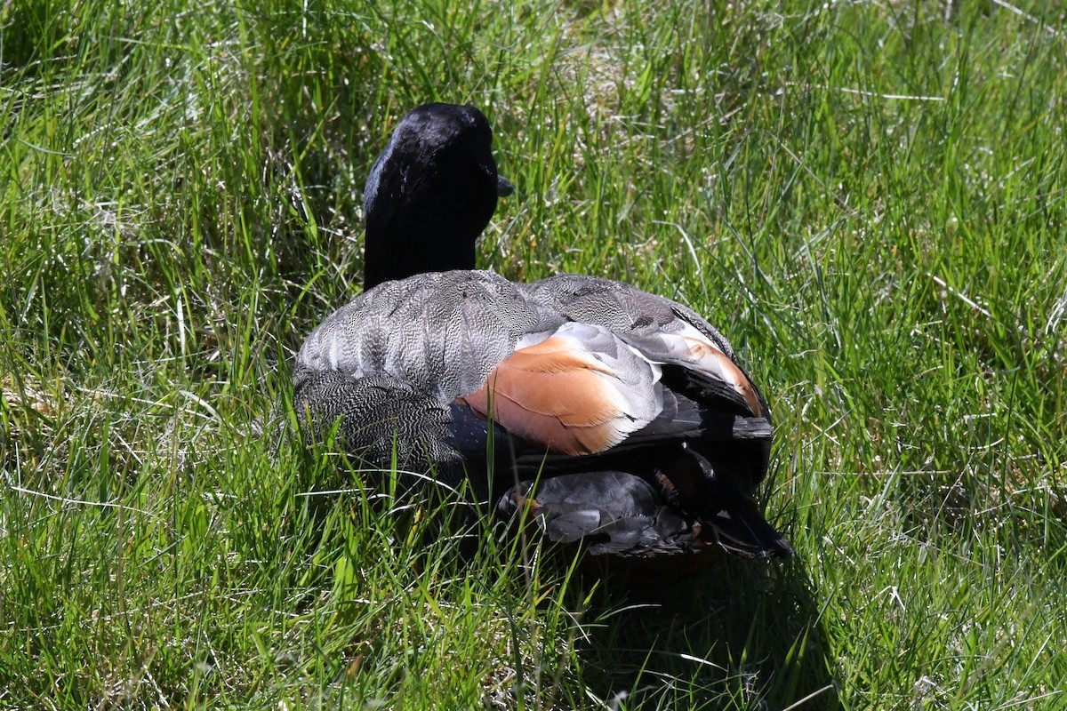 Paradise Shelduck - ML248841181