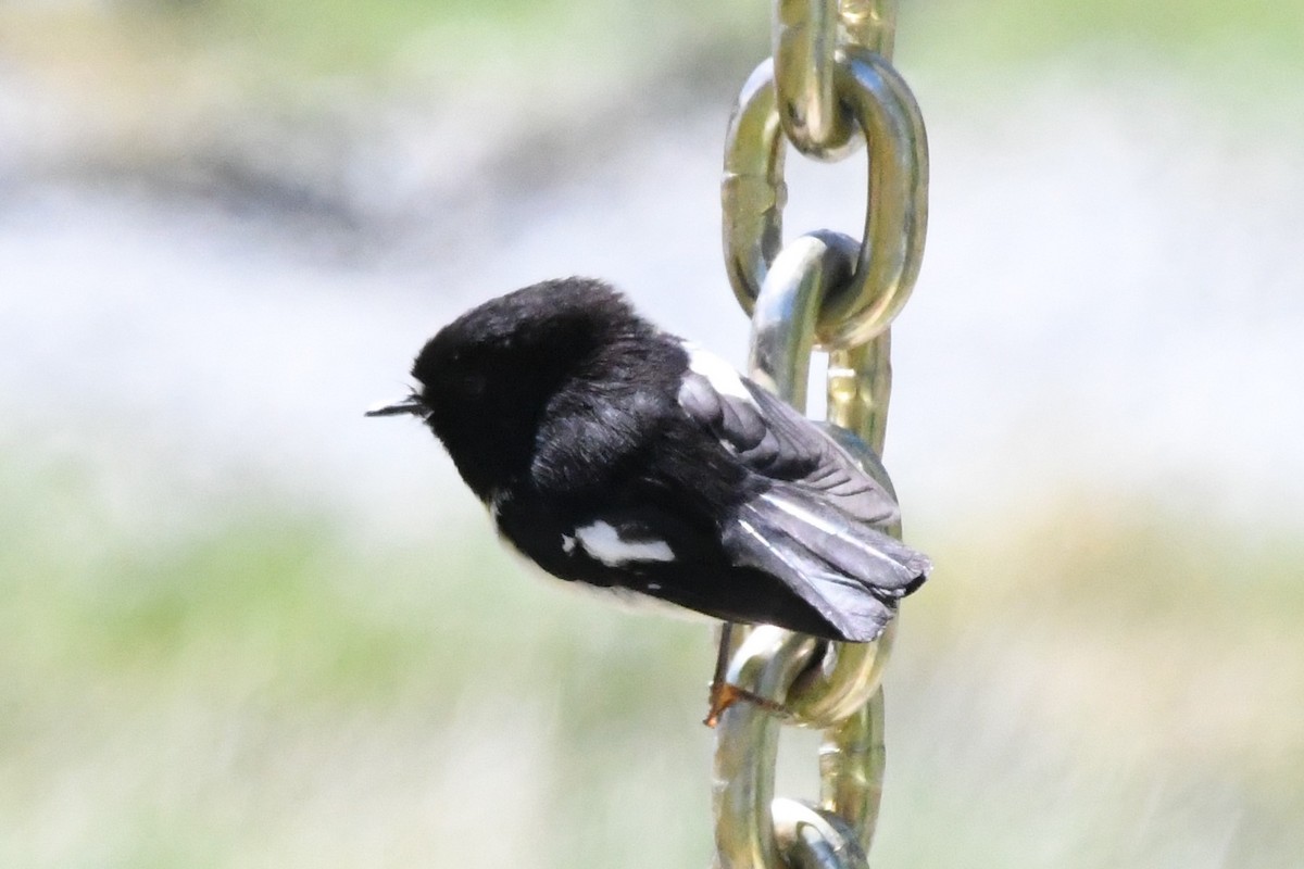 Tomtit (New Zealand) - ML248841271