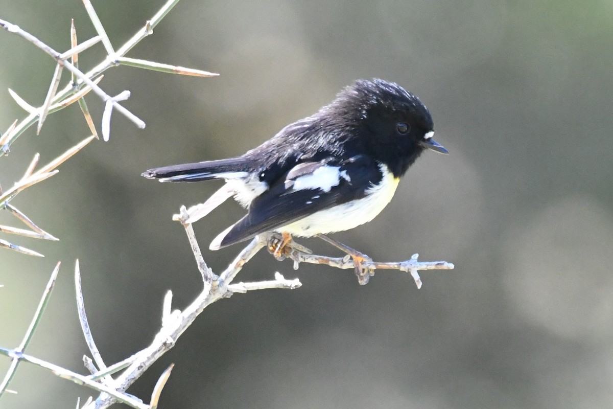 Tomtit (New Zealand) - ML248841281