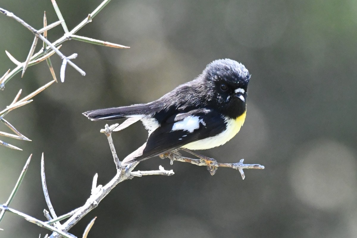 Tomtit (New Zealand) - ML248841291