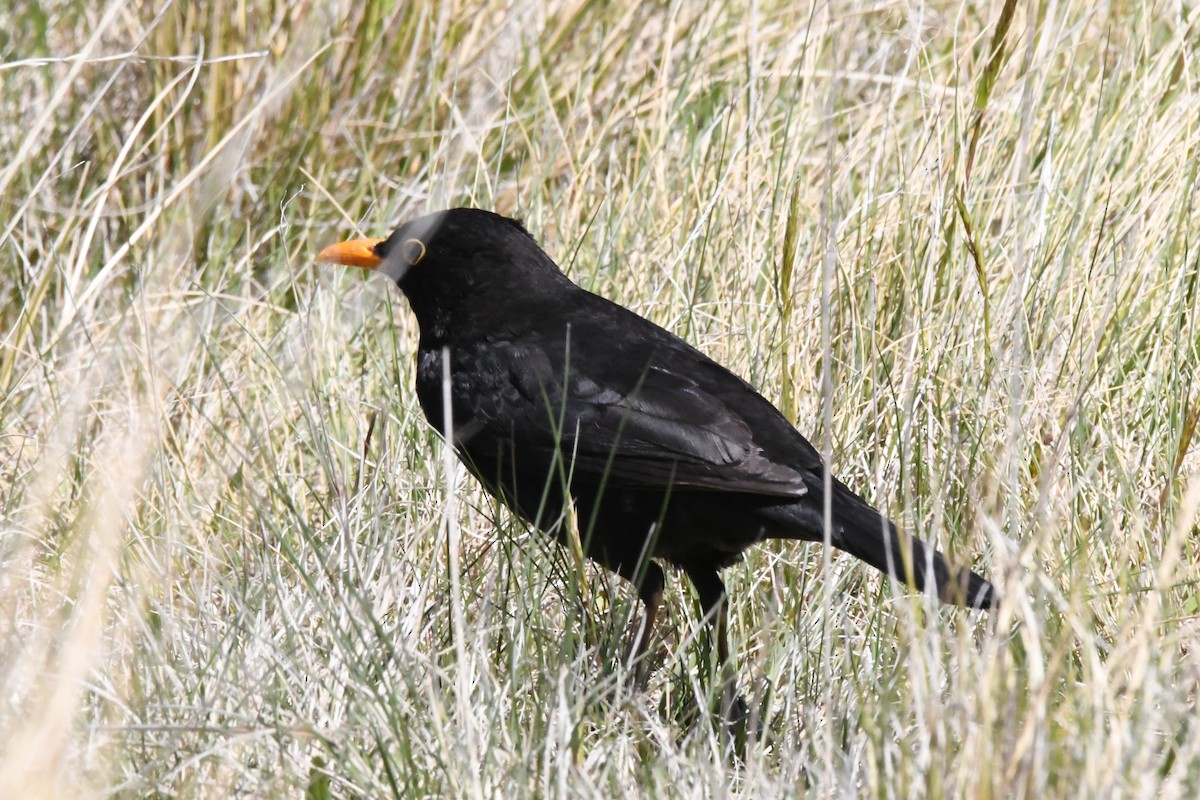 Eurasian Blackbird - ML248841401