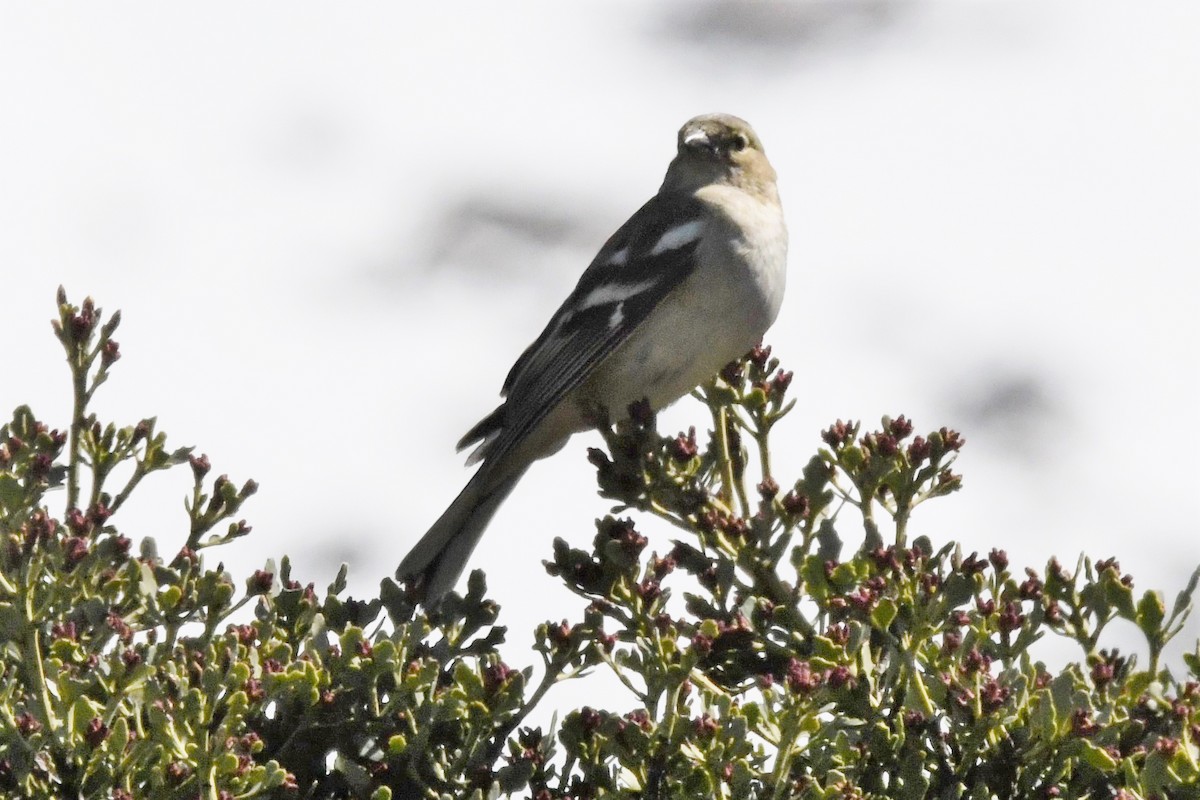 Common Chaffinch - ML248841461