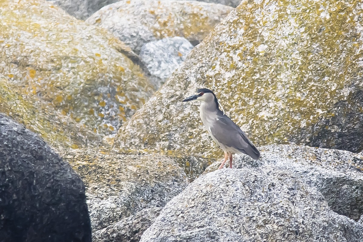 Black-crowned Night Heron - ML24884191