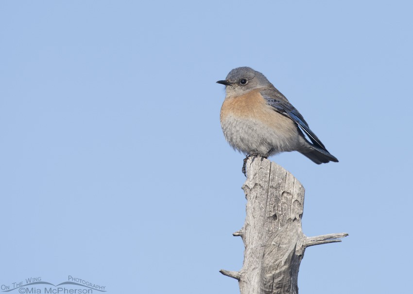 Western Bluebird - Mia McPherson