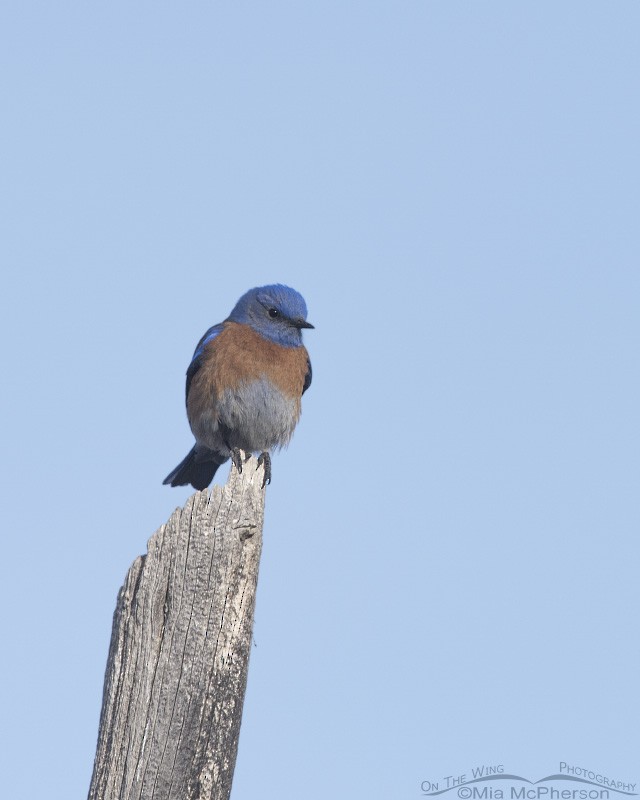 Western Bluebird - ML24884301