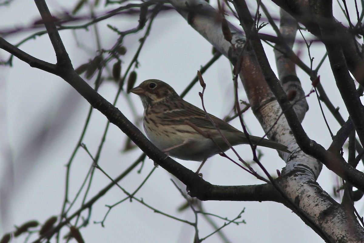 Vesper Sparrow - ML24884371