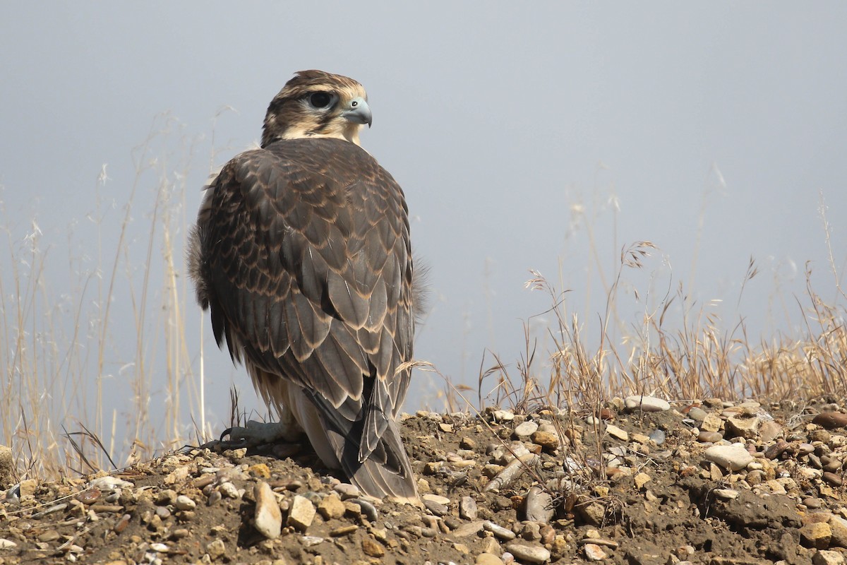 Prairie Falcon - Alex Lamoreaux