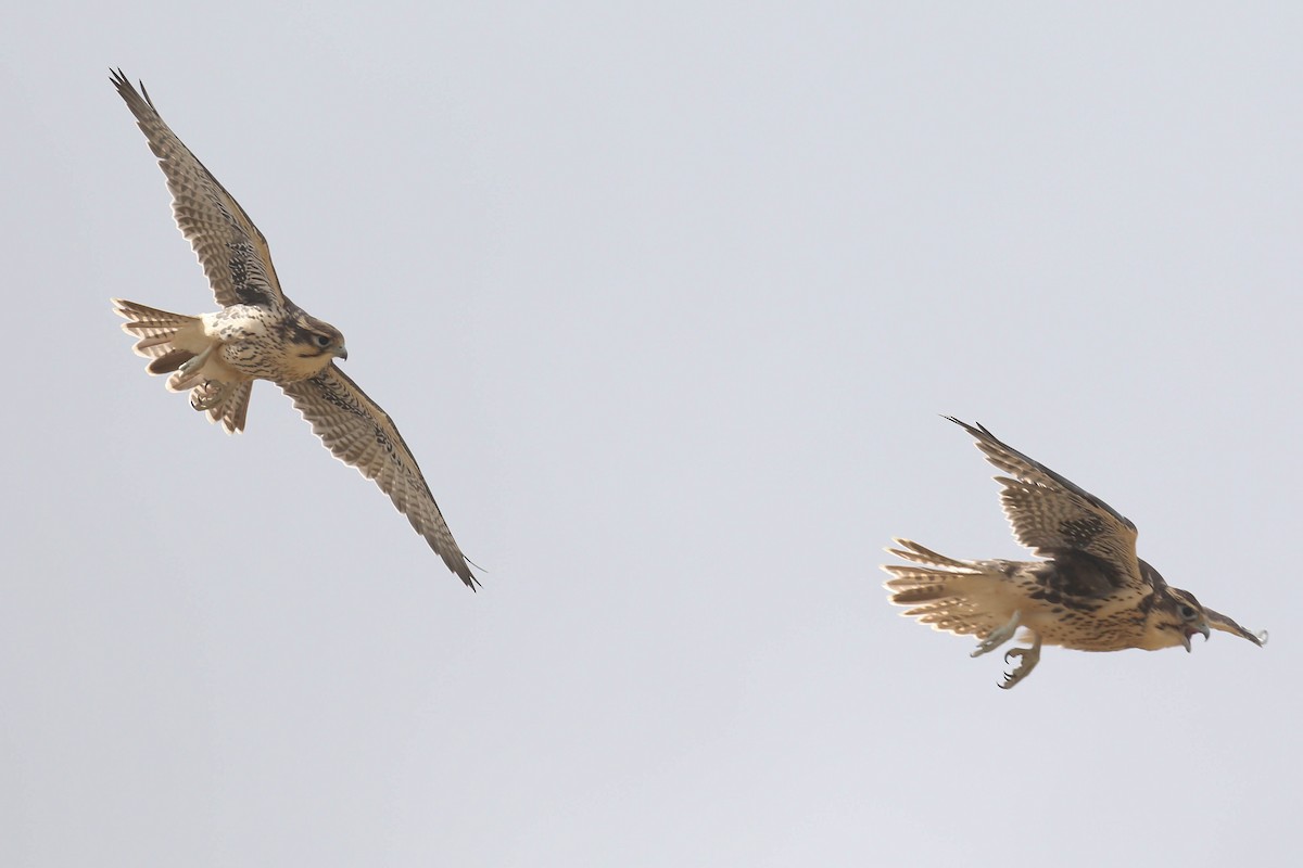 Prairie Falcon - Alex Lamoreaux