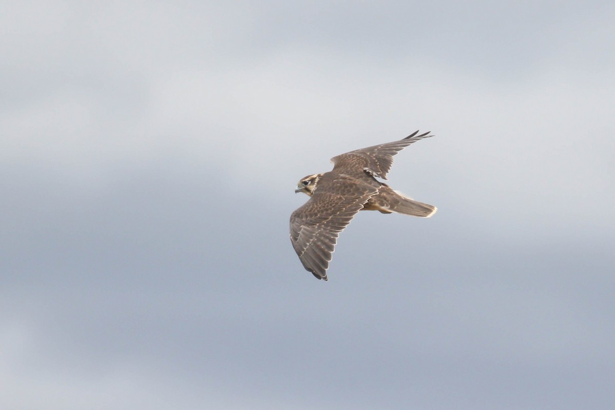 Prairie Falcon - Alex Lamoreaux